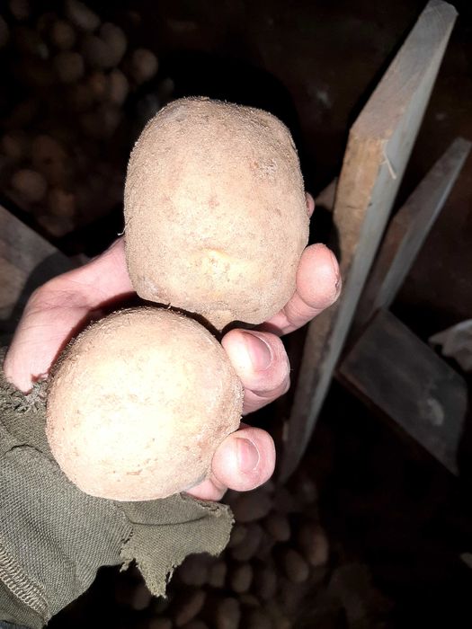 HIT Pyszne ziemniaki w cenie paszowych! NIESEGREGOWANE