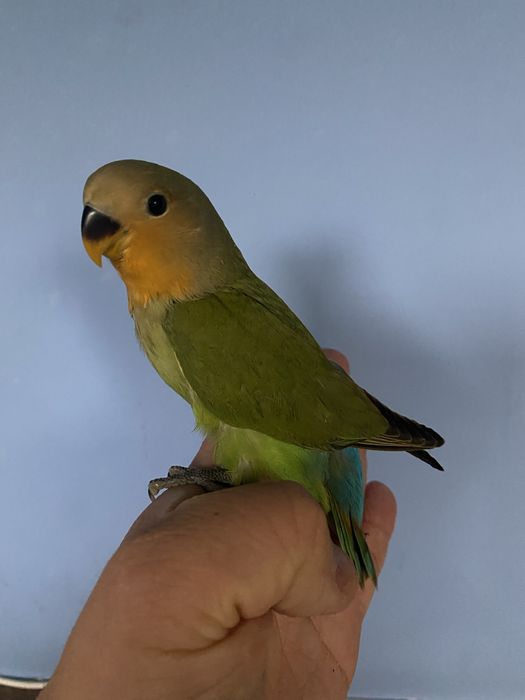 Agapornis domesticado