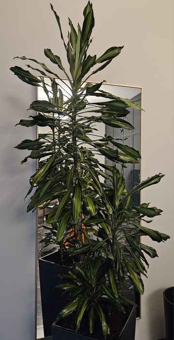 Фітодизайнер, спеціаліст по догляду за кімнатними рослинами