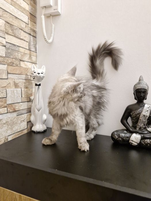 Femia lindissima Maine Coon  com LOP cor "Black  smoke"silver