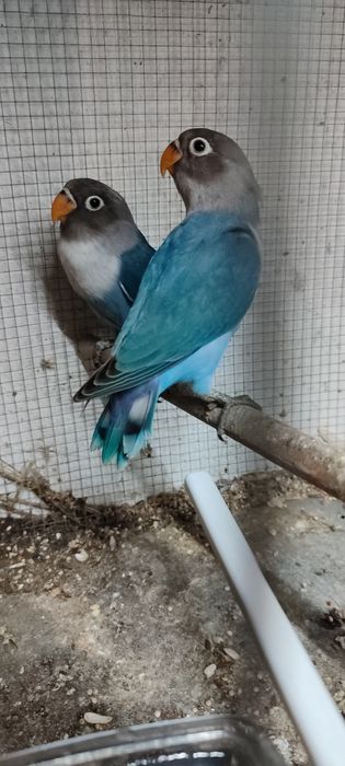 Aves caturras e agroponis
