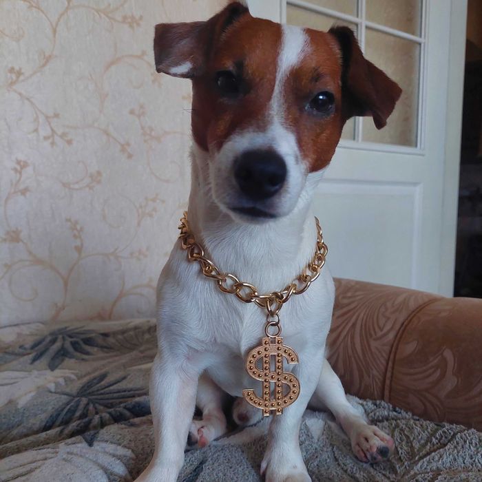 Вязка /Случка Джек Рассел Терьер по кличке Арчи