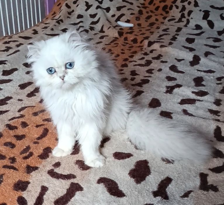 Мальчик шиншилла поинт хайленд