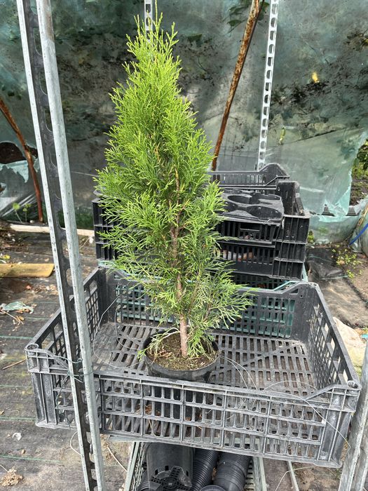 Thuja szmaragd w doniczce