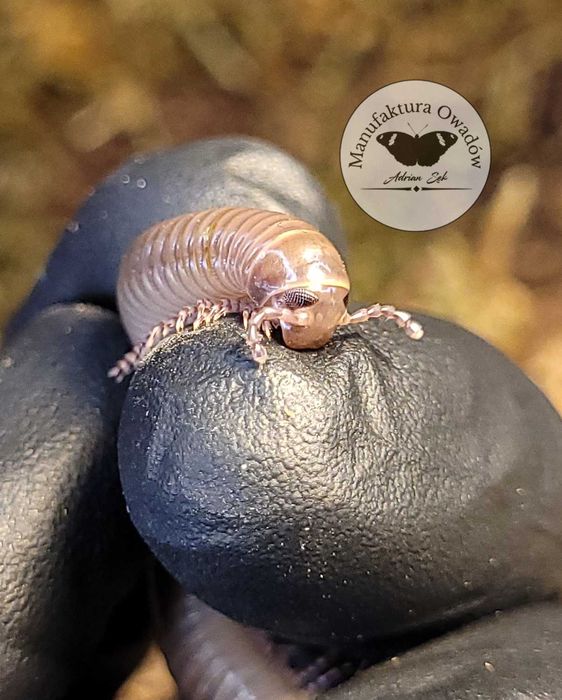 Telodeinopus aoutii - krocionóg kenijski, Krocionogi Wije