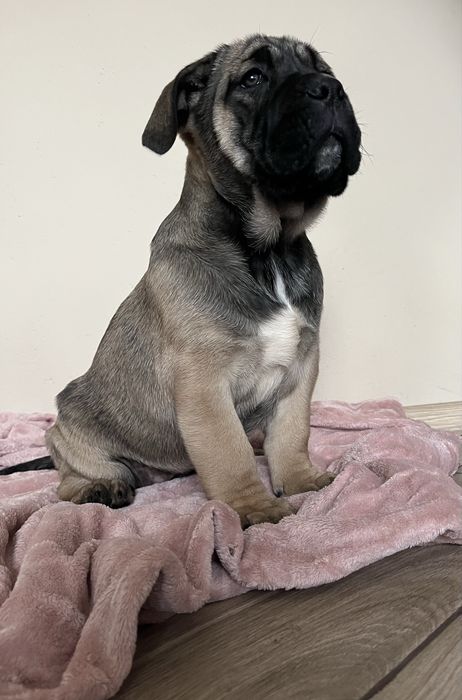 Cane Corso Italiano ,  hodowla Corso Dragon