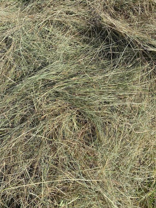 Siano w belach 2026 - przyjmuję zamówienia