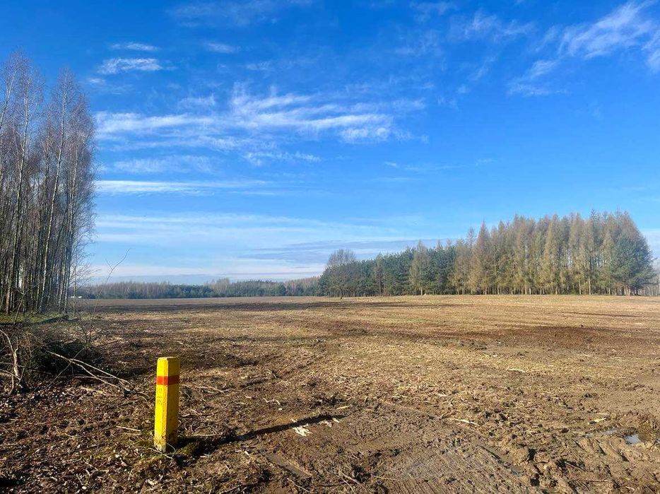 Mulczowanie usuwanie zakrzaczen samosiejek mulczer leśny usługi