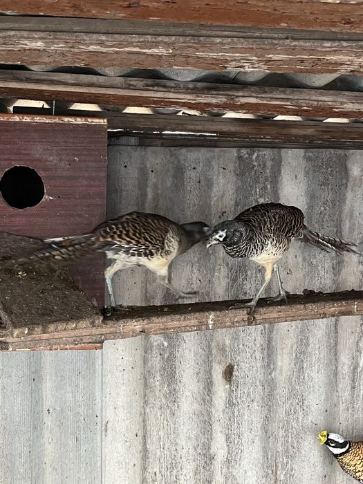 Продам Алмазних фазанів