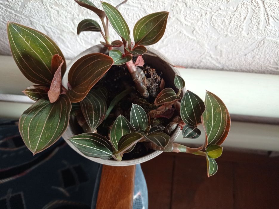 Орхидея Лудизия.