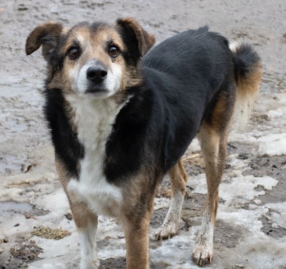 Piesek około osiem lat