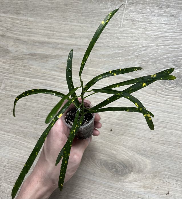 Кротон пунктатум кодеум бризки шампанського