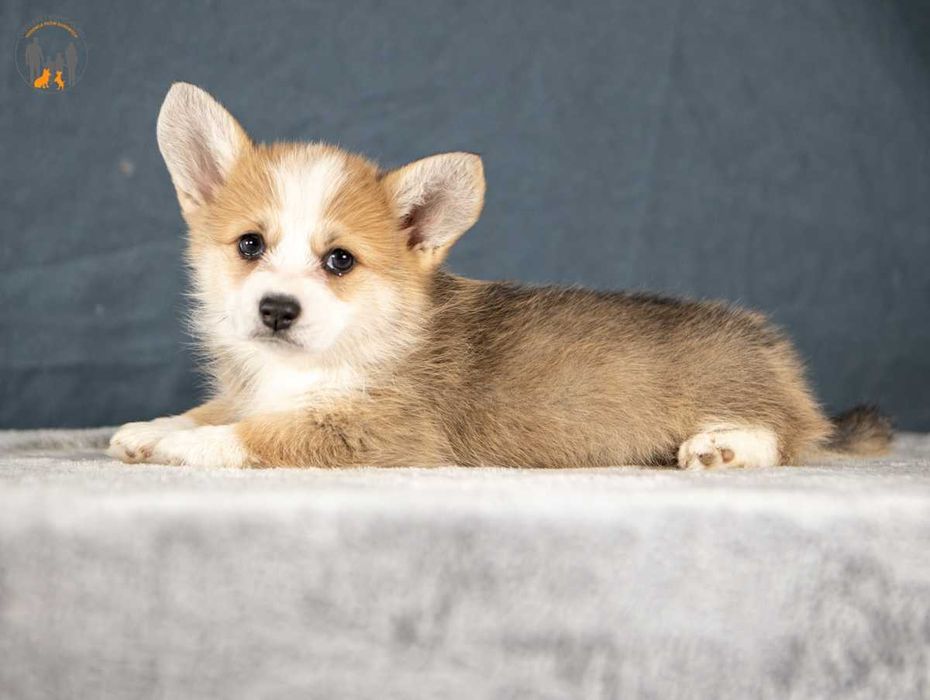Welsh Corgi Pembroke   piękne po Championie
