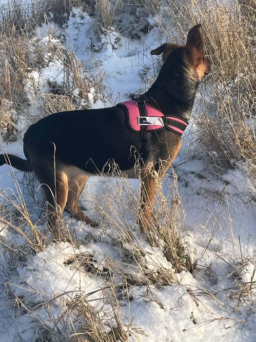 Oddam suczke w dobre rece