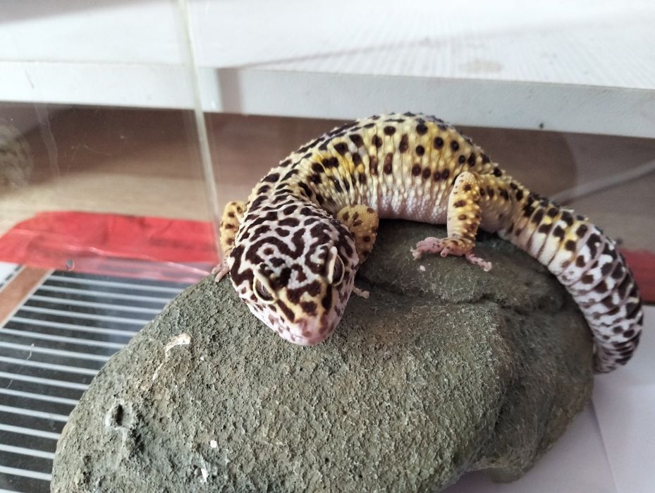 Віддам в добрі руки Хмельницький