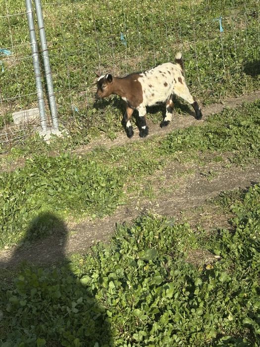 Cabritas anas  de quinta