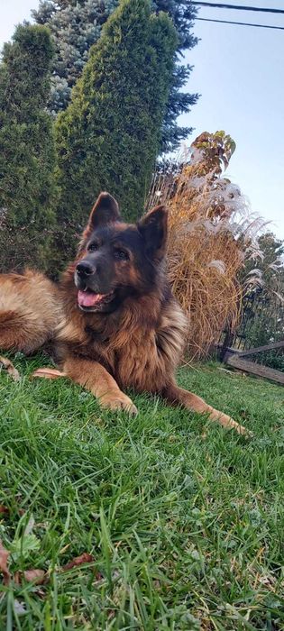 Oddam szczeniarki owczarki