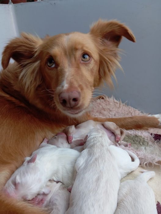 Cão rafeiro 6 meses