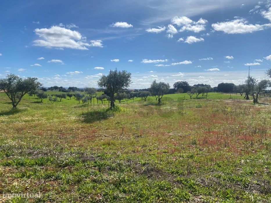 Terreno Rustico com Olival em Vila Nova de São Bento - Serpa