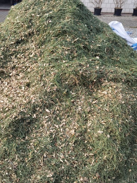 Zrebka sosnowa Oddam