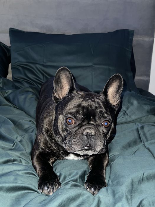 Французький бульдог,  шукає наречену !