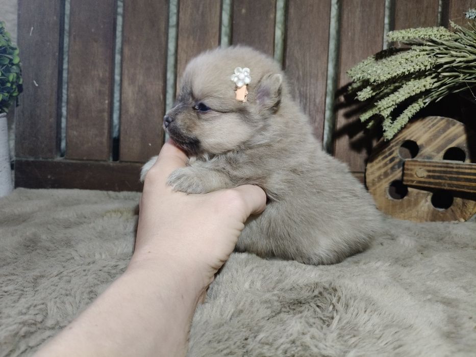 Spitz alemão anão menina