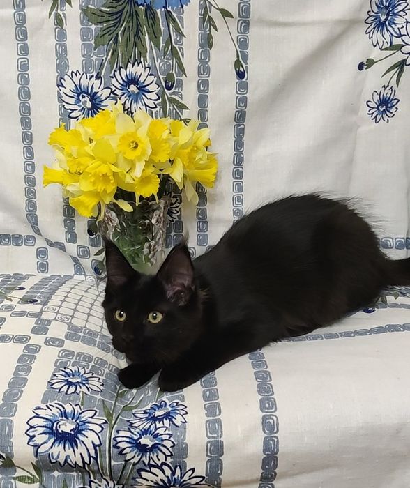 Мейн Кун девочка