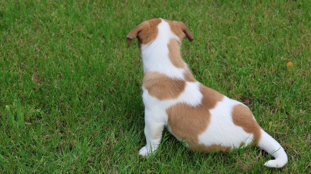 Piesek Jack Russell Terrier z hodowli "BREFIO"/ do odbioru