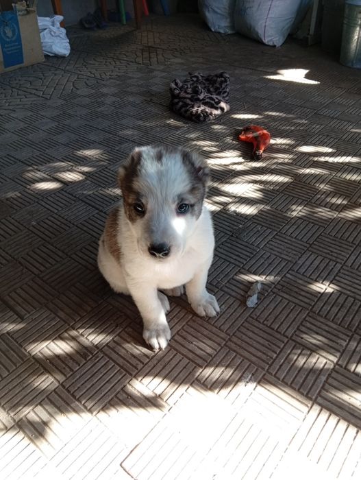 Продам щенков породы алабай САО