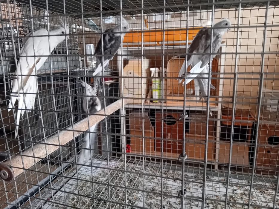 Vendo várias caturras