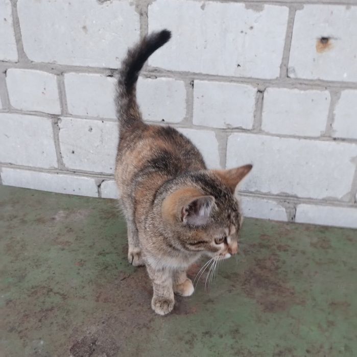 Котики в Острі добрим людям