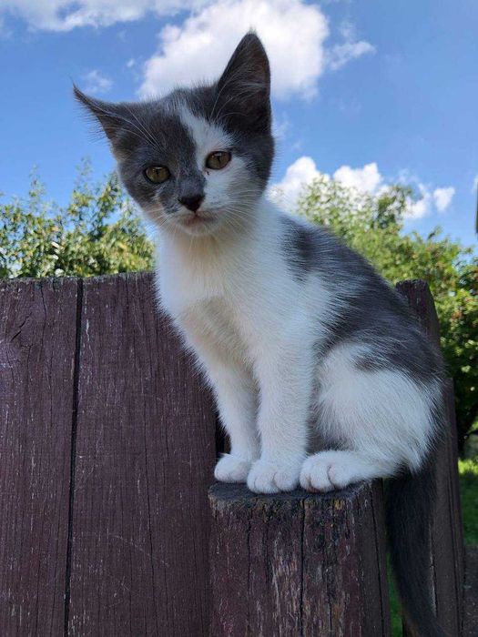 Котенята в добрі руки