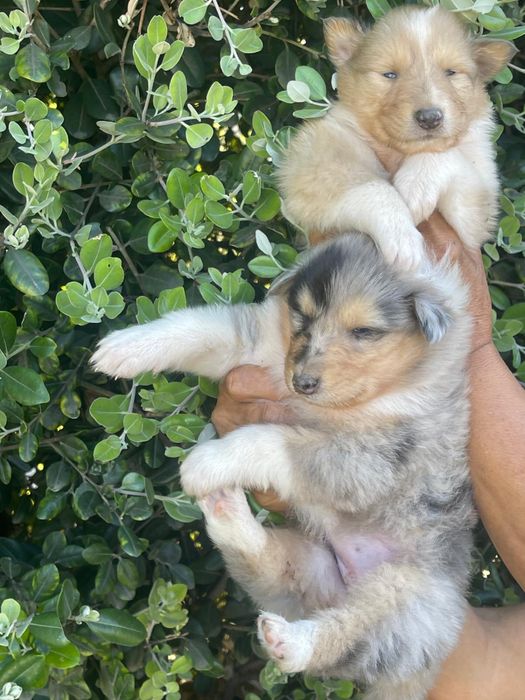 Rough collie com boas caracteristicas