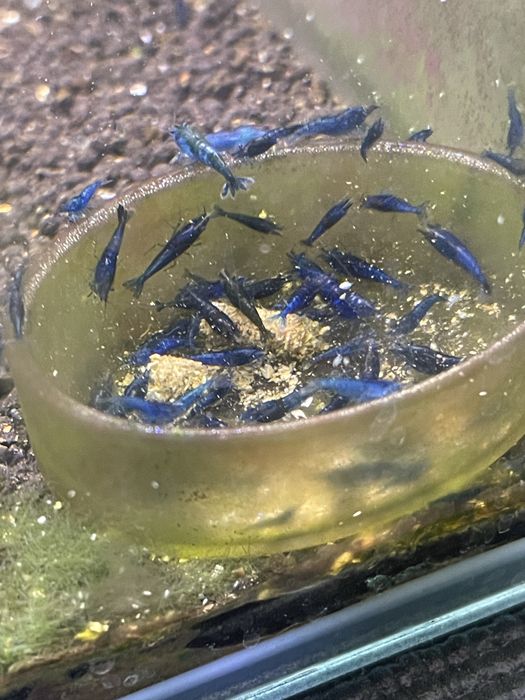 CAMARÕES NEOCARIDINA SELECIONADOS – SHRIMPMANIACPT
