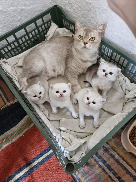 Британська короткошерста
