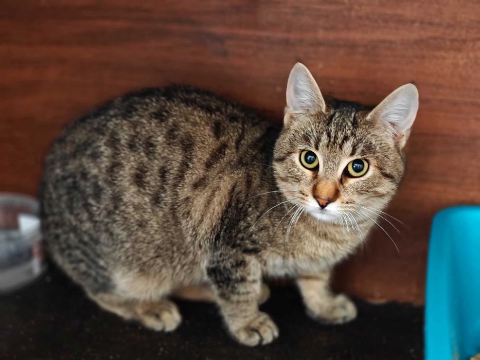 Короткошерстий кіт Лео 4 міс Котик Кошеня Котенок Котеня