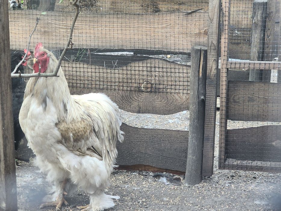 Кохінхін півень 2 роки