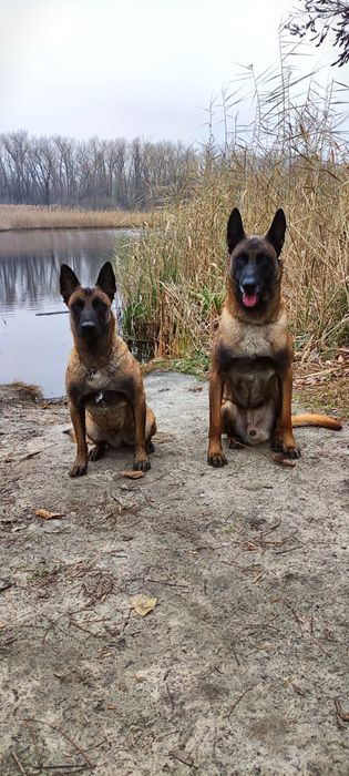 Малинуа (бельгийская овчарка ) щенки