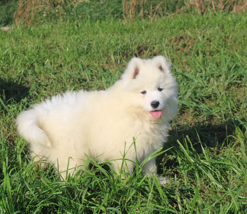 Sunia samojed/samoyed
