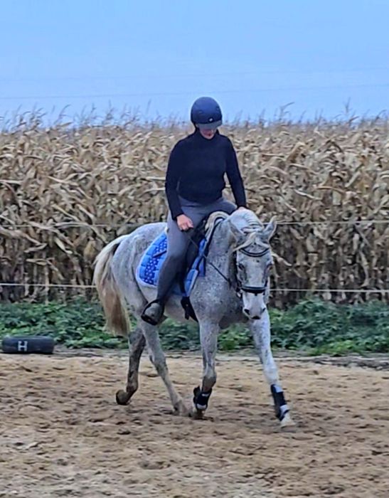 Klacz małopolska 2010 rocznik