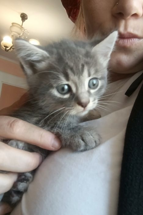 Шотландські висловухої кошенята "Скоттіш-Фолд"