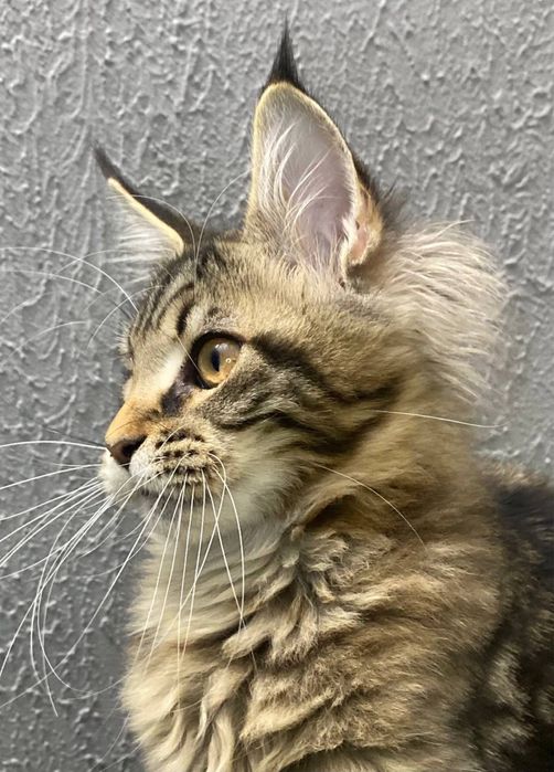 Мэйн-Кун котята, питомник