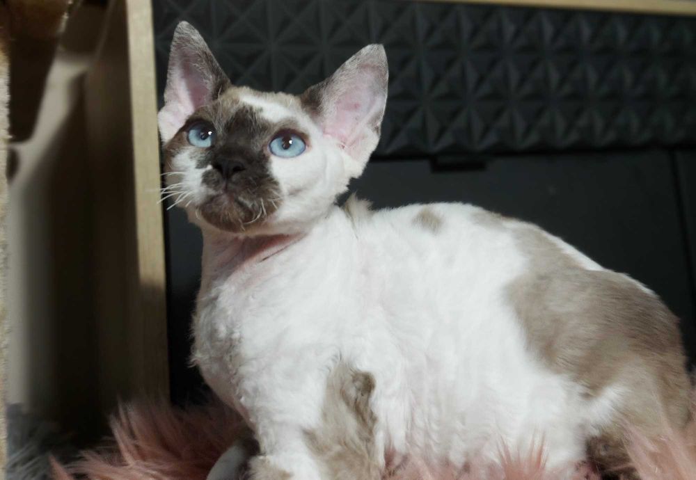 Devon Rex kocurek