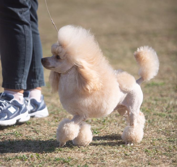 Той пудель  вязка , документи КСУ FCI