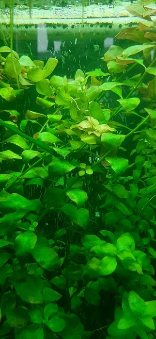 Аква рибки і рослини по доступним цінам