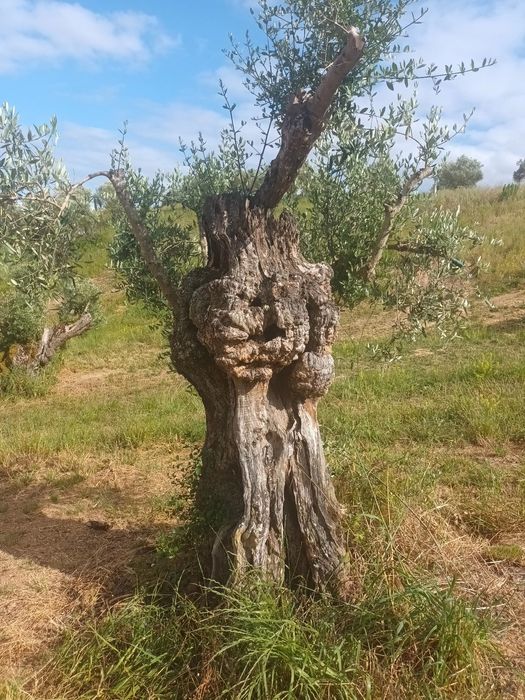 Oliveiras para transplantar ou jardim