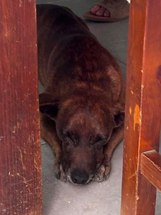 Cão macho de porte pequeno para adoção responsável