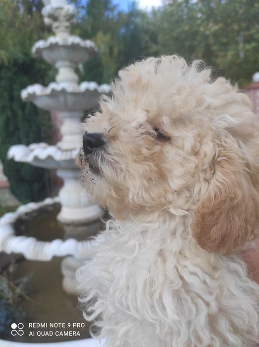 цуценятка мальтипу Ф1