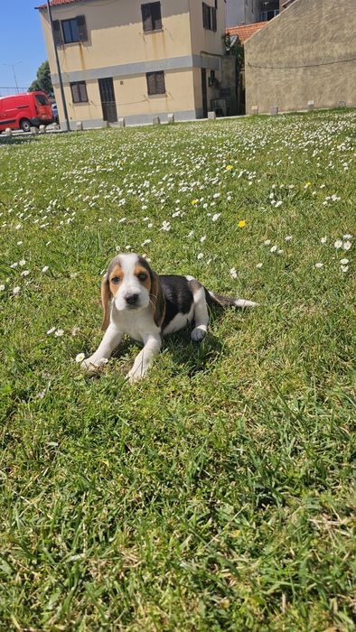 Beagle tricolor macho