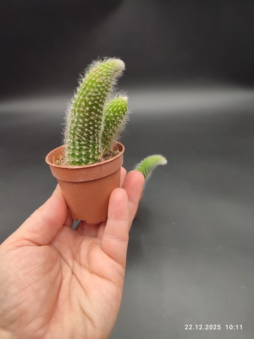 Кактус "Мавп'ячий хвіст" Hildewintera Colademononis